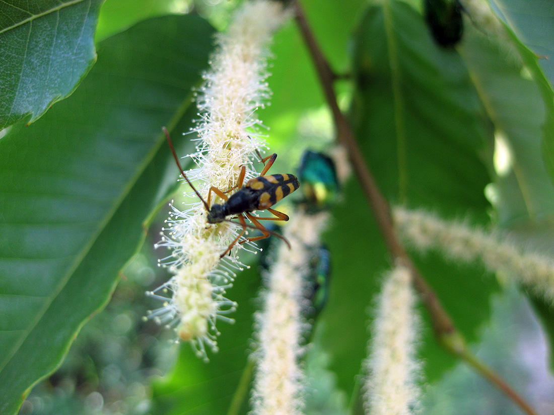 Image of Castanea sativa specimen.