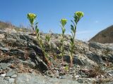 Alyssum szovitsianum. Цветущее растение. Казахстан, хр. Сырдарьинский Каратау, ущ. Беркара, выходы сланцевых останцев на склоне юго-вост. экспозиции, ≈ 700 м н.у.м. 4 апреля 2020 г.