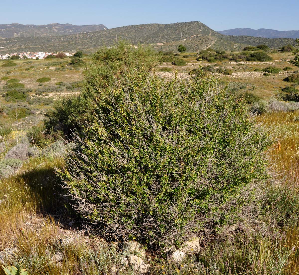 Изображение особи Acanthoprasium integrifolium.