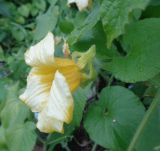 Thladiantha dubia