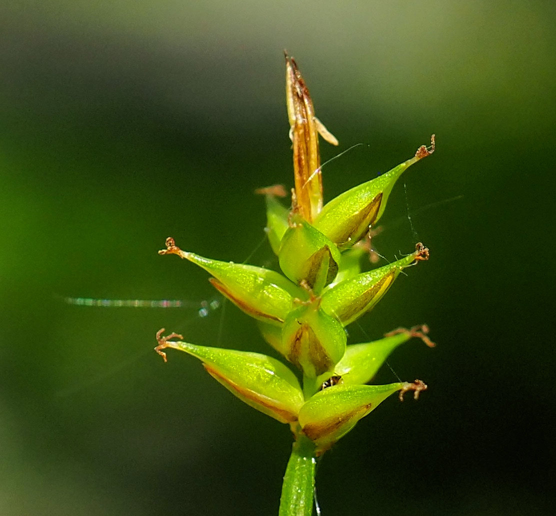 Image of Carex uda specimen.