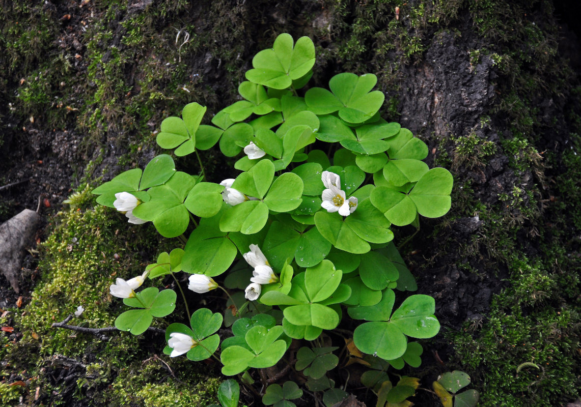 Изображение особи Oxalis acetosella.