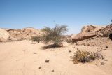Vachellia erioloba. Плодоносящие растения. Намибия, регион Erongo, пустыня Намиб, ок. 60 км к востоку от г. Свакопмунд, пустыня Намиб, национальный парк \"Dorob\", ок. 320 м н. у. м. 03.03.2020.