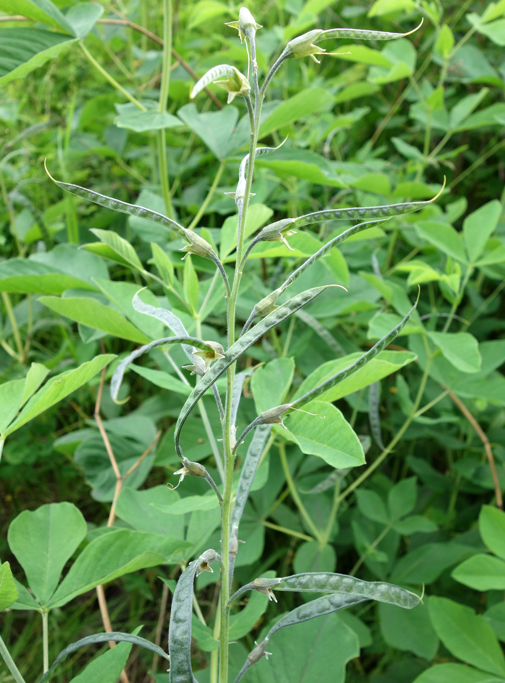 Image of Thermopsis lupinoides specimen.