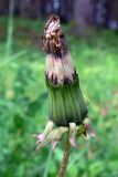 Taraxacum officinale