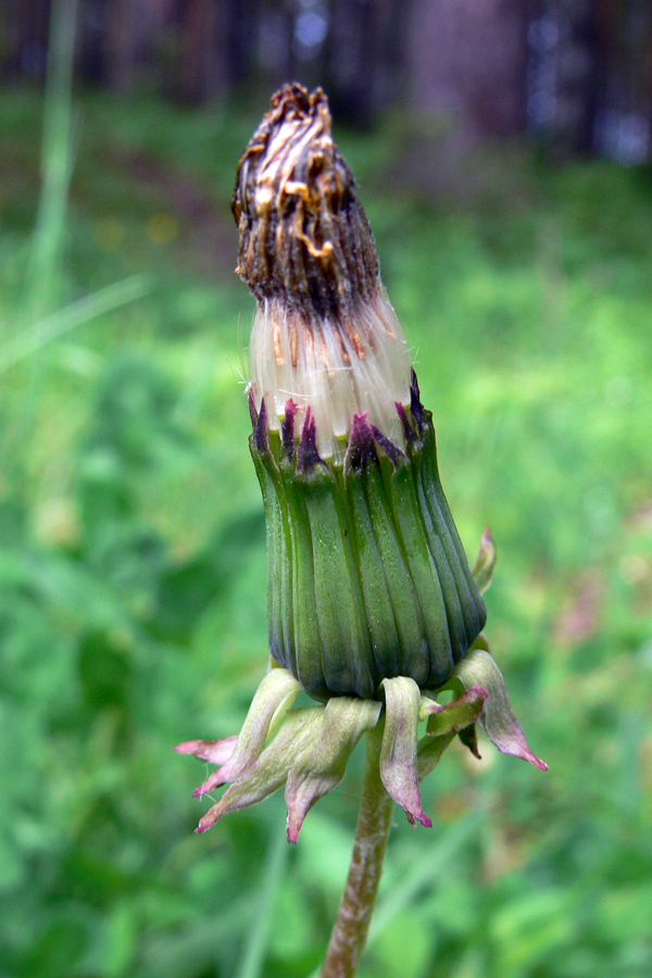 Изображение особи Taraxacum officinale.