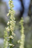 Digitalis lutea