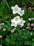 Anemone sylvestris. Цветки. Московская обл., г. Железнодорожный, в культуре. 05.06.2020.