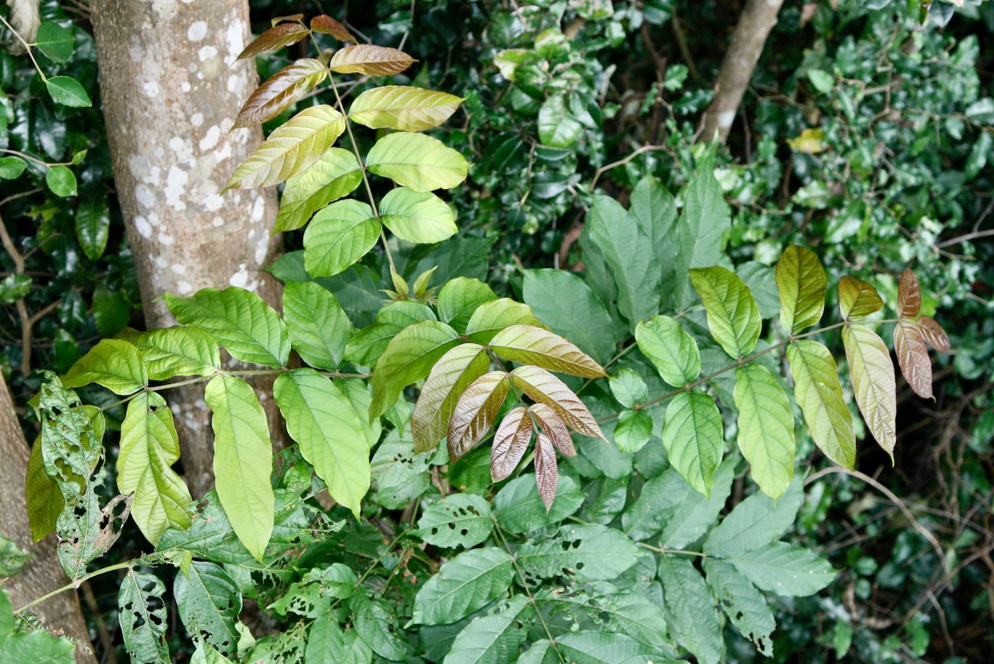 Image of Markhamia stipulata specimen.