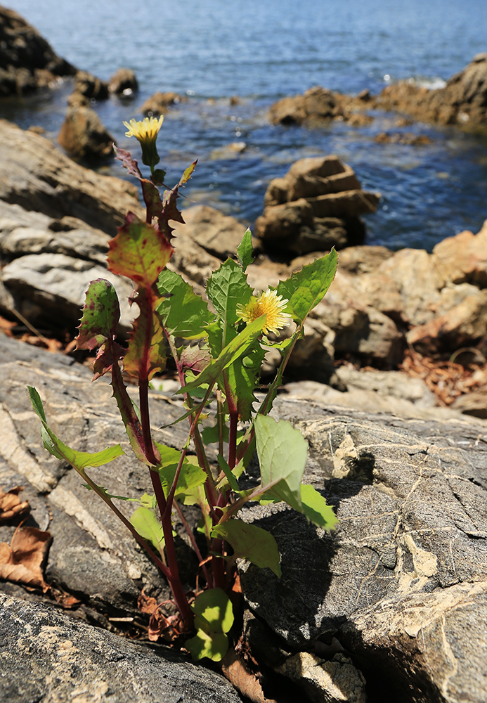 Image of Sonchus oleraceus specimen.