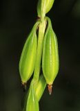 Oreorchis patens