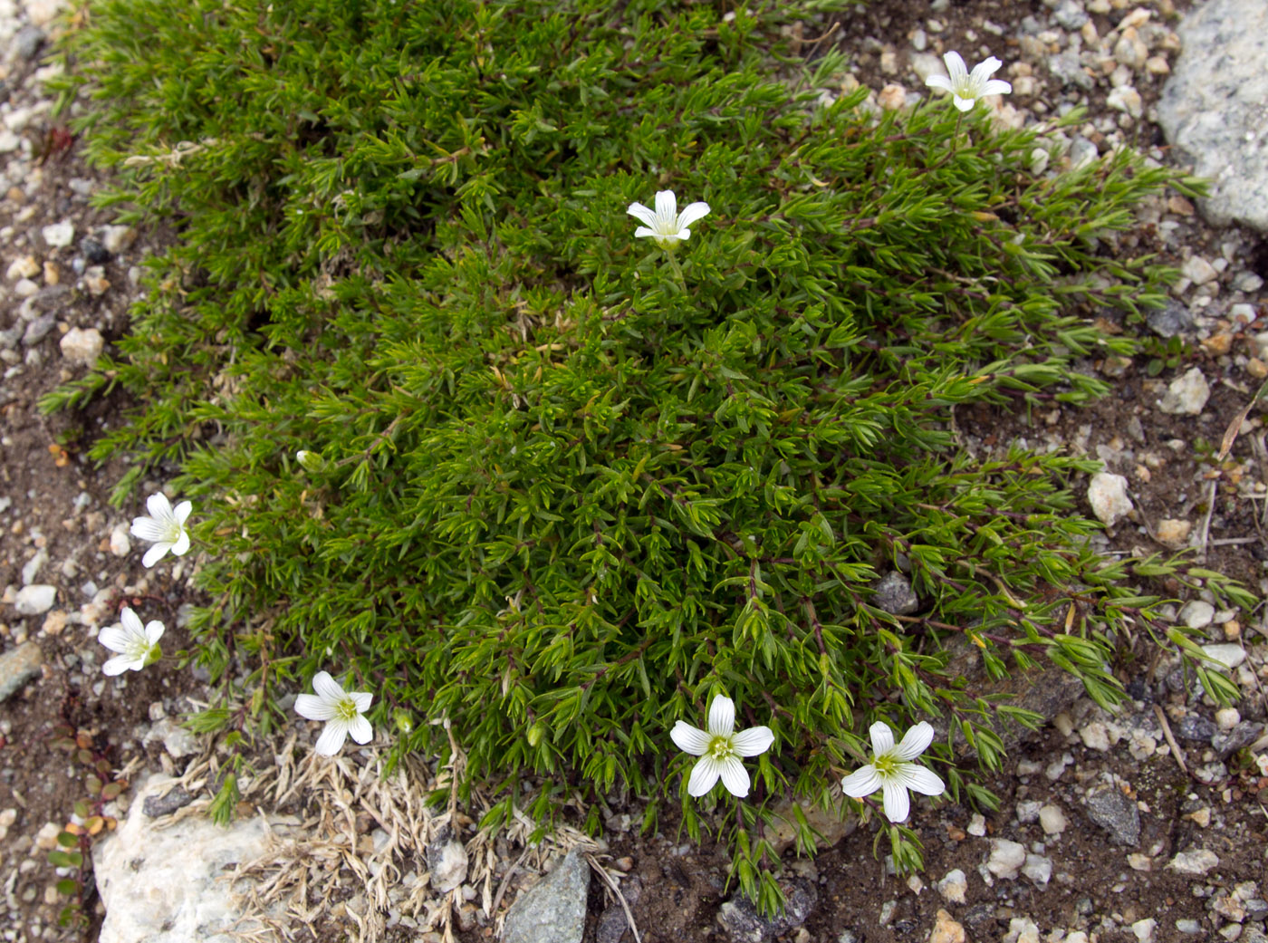 Image of Minuartia imbricata specimen.