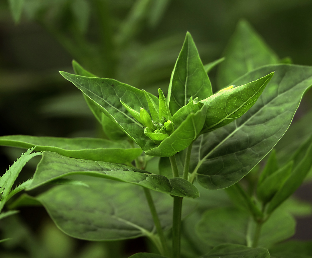 Image of Mirabilis jalapa specimen.