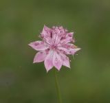 Astrantia maxima. Соцветие. Приэльбрусье, южный склон Эльбруса, дорога идущая на Терскольскую обсерваторию. Середина августа.