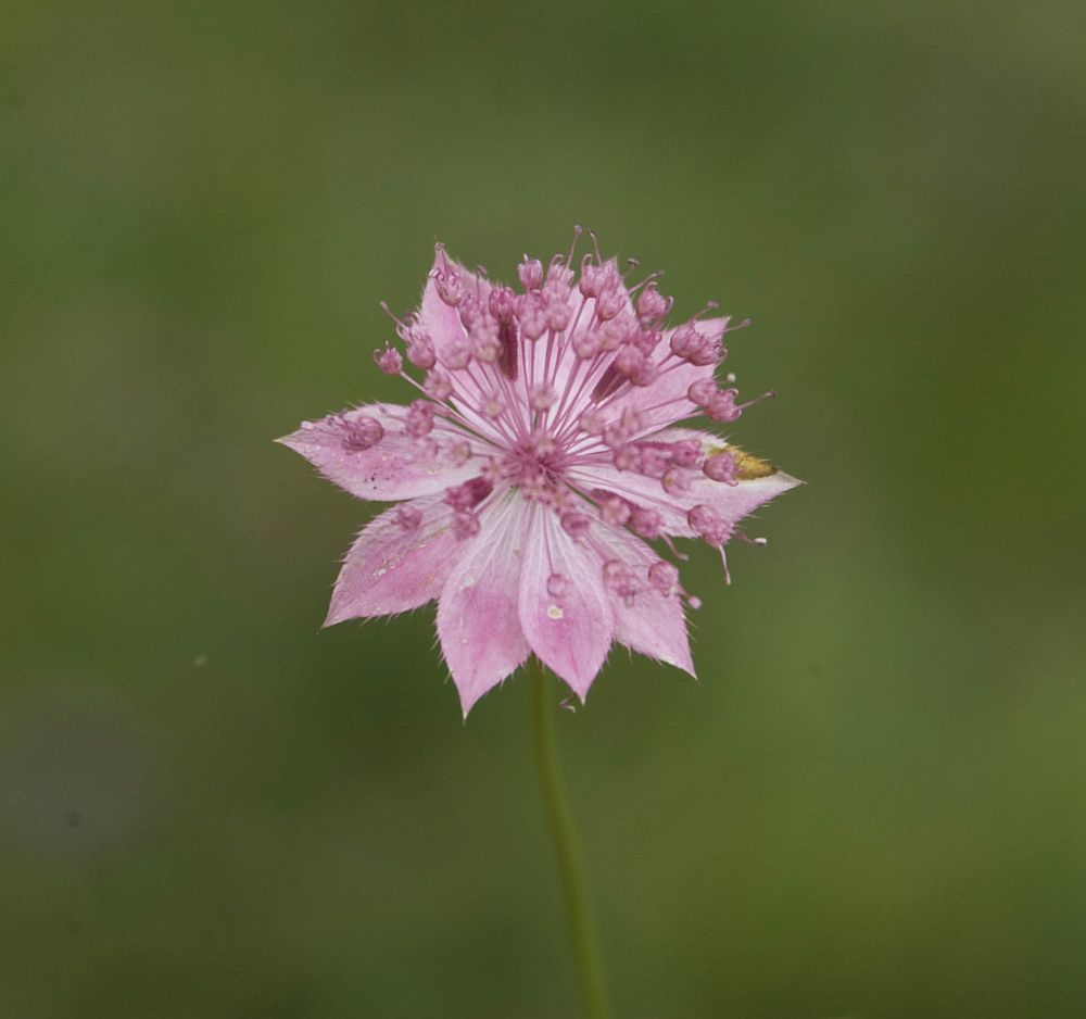 Image of Astrantia maxima specimen.