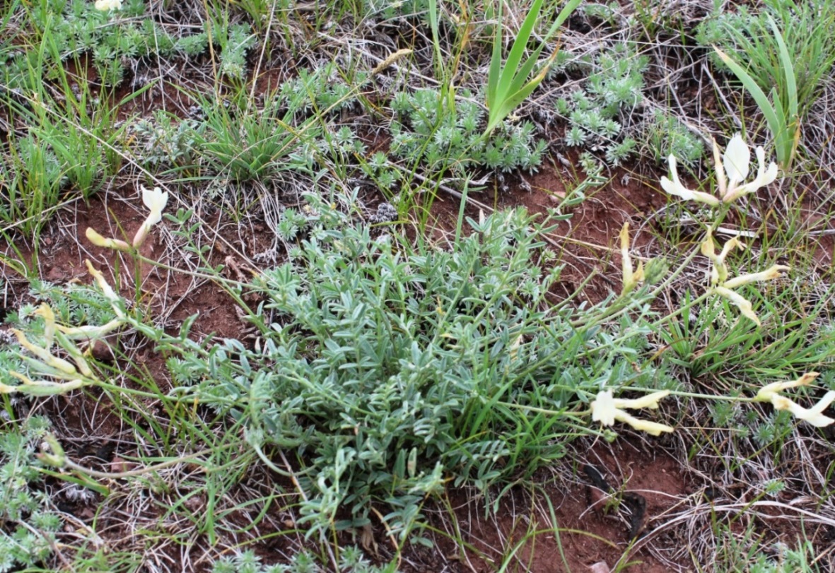 Image of Astragalus ionae specimen.