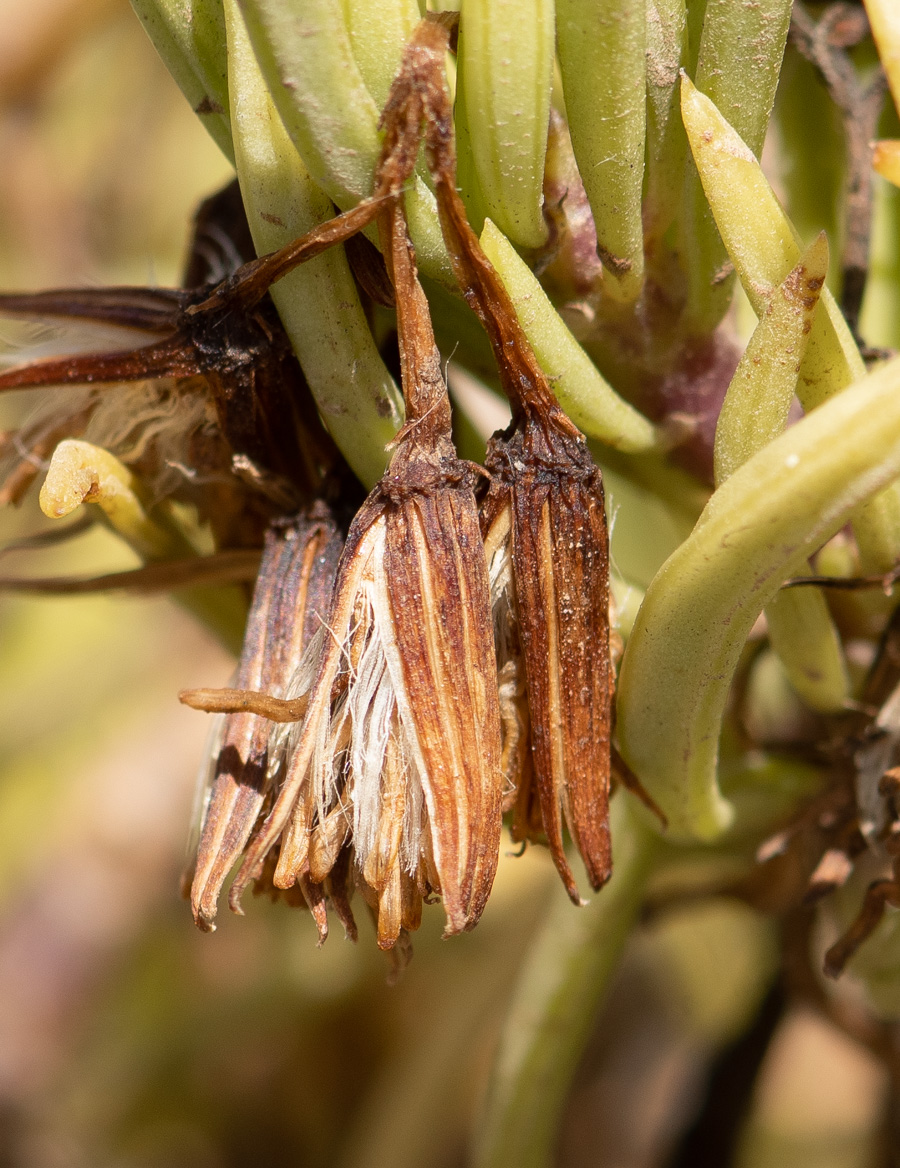 Image of genus Kleinia specimen.