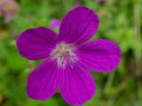 Geranium palustre