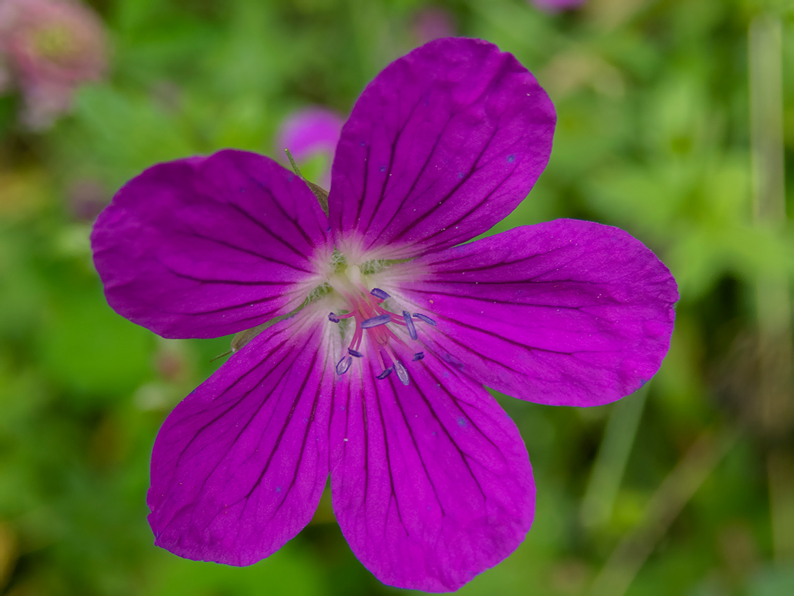 Изображение особи Geranium palustre.