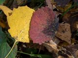 Populus tremula
