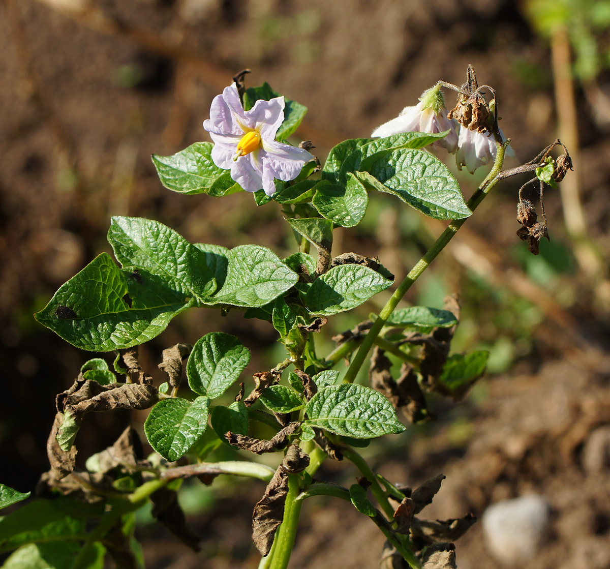 Изображение особи Solanum tuberosum.