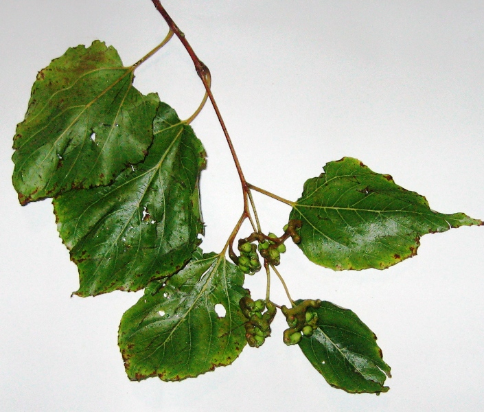 Image of Hovenia dulcis specimen.
