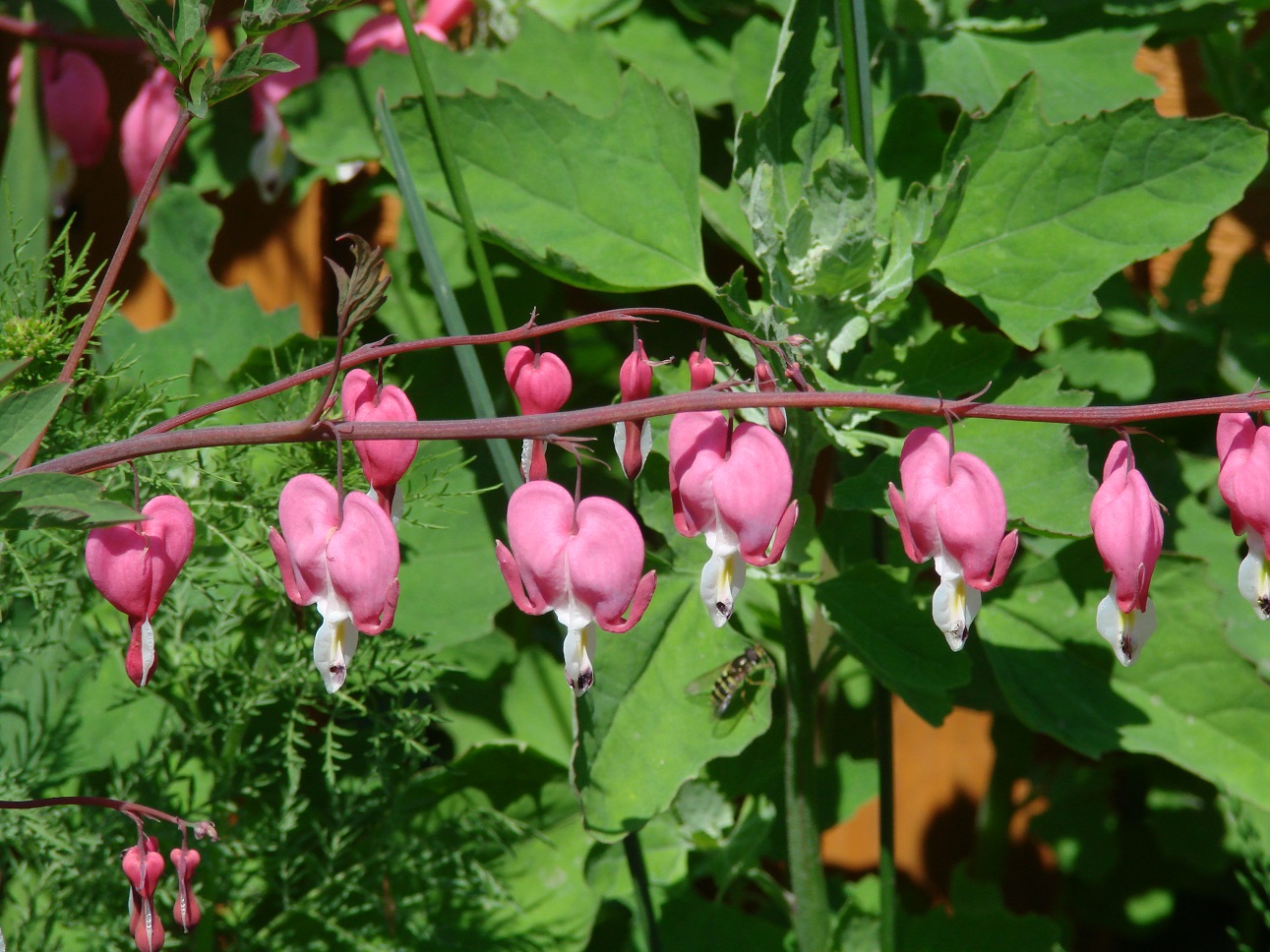 Image of Dicentra spectabilis specimen.