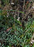 Antennaria dioica