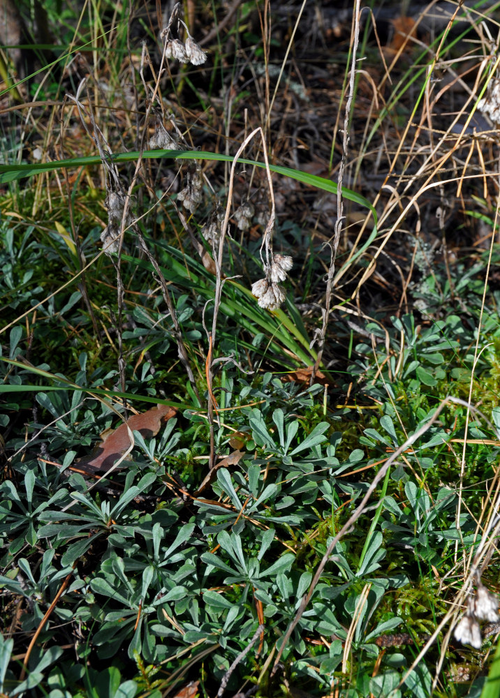 Изображение особи Antennaria dioica.