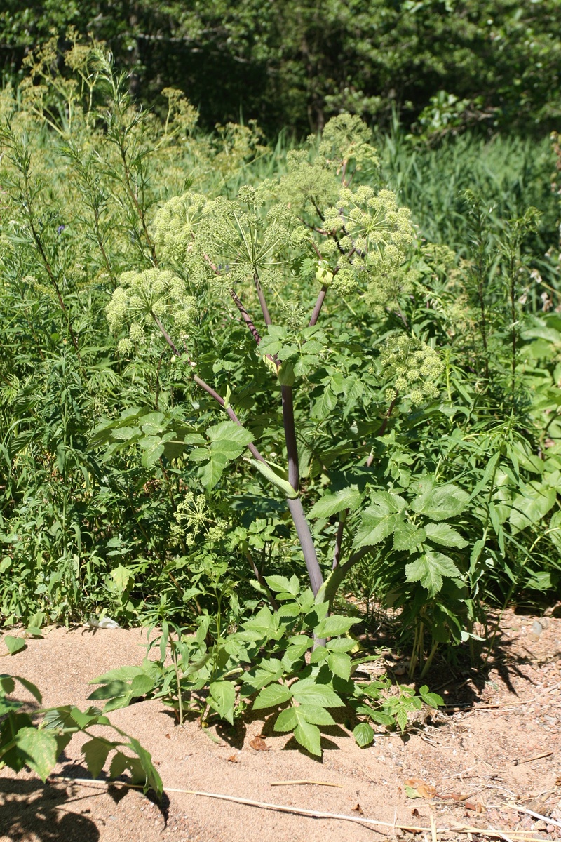 Изображение особи Archangelica litoralis.