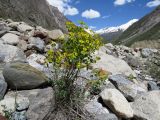 Euphorbia pamirica. Цветущее растение на каменистой россыпи (в основании растения - побеги Trigonella sp.). Таджикистан, р-н Сангвор; Памиро-Алай, Мазорский хребет, ≈ 2700 м. 17.06.2019.