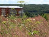 Heracleum sibiricum. Верхушка цветущего и плодоносящего растения в окружении Calamagrostis epigeios. Тульская обл., окраина пос. Дубна, суходольный луг. 19.07.2020.