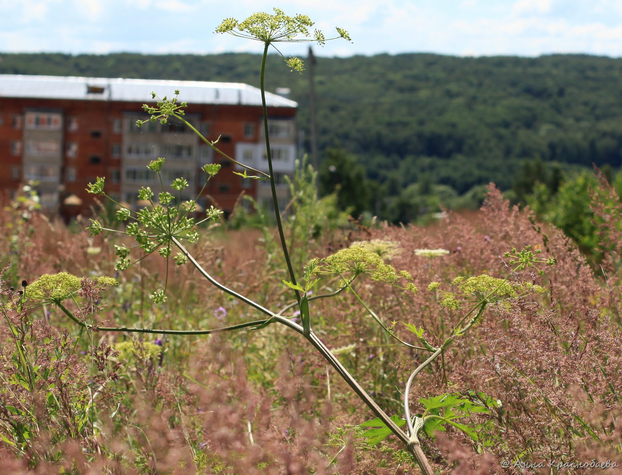 Изображение особи Heracleum sibiricum.