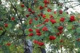 Sorbus aucuparia. Ветви с плодами. Санкт-Петербург, Петродворцовый р-н, парк \"Сергиевка\", у берега Финского залива. 25.08.2019.