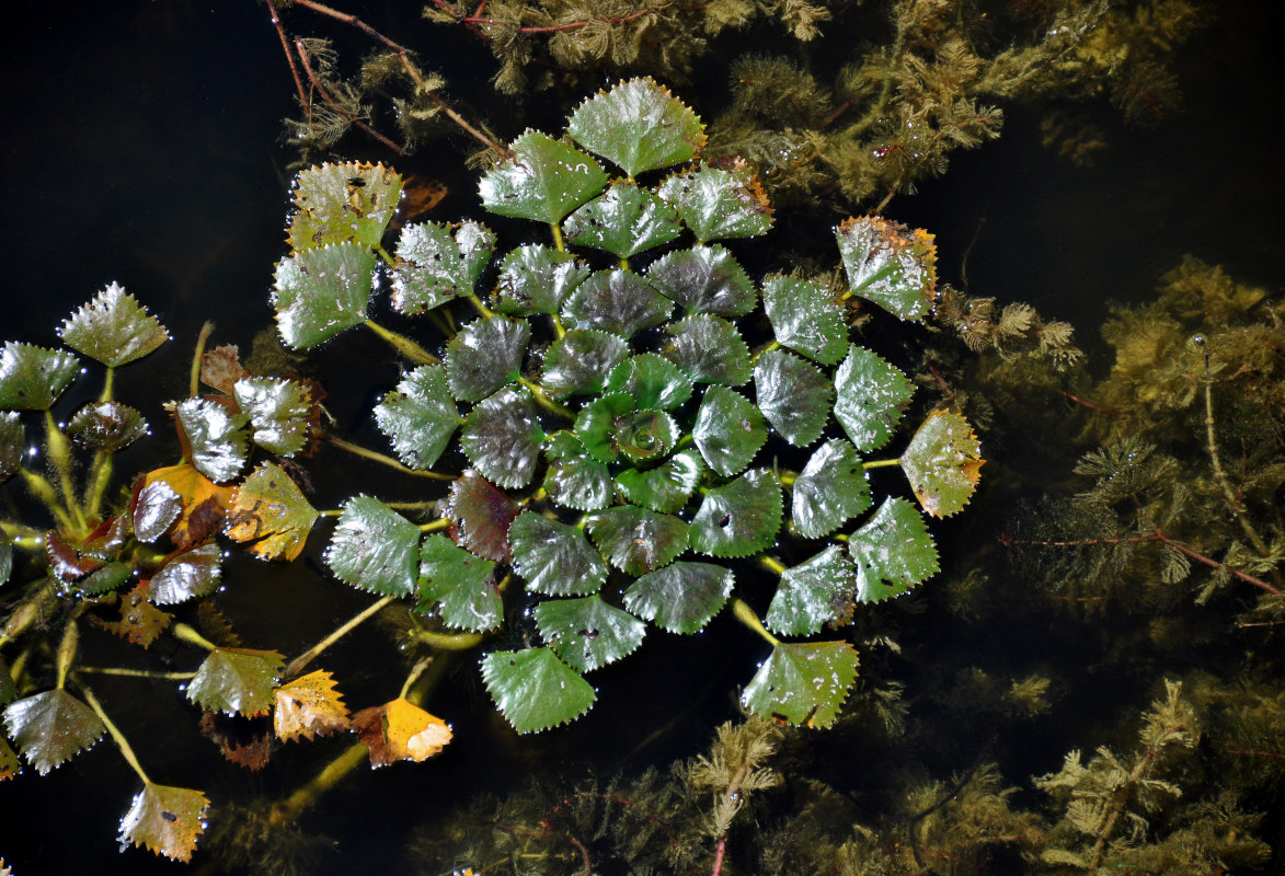 Image of genus Trapa specimen.