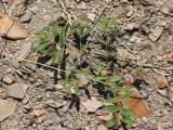 Euphorbia nutans. Вегетирующее растение. Дагестан, окр. с. Ирганай, осыпающиеся склоны гор. 23.06.2018.