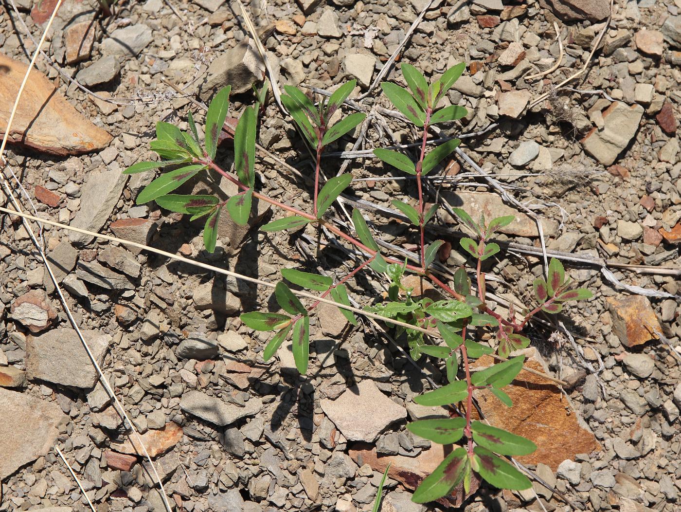 Image of Euphorbia nutans specimen.