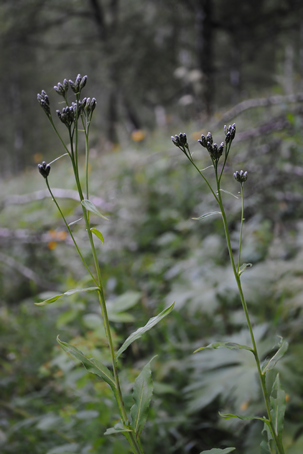 Изображение особи Saussurea parviflora.