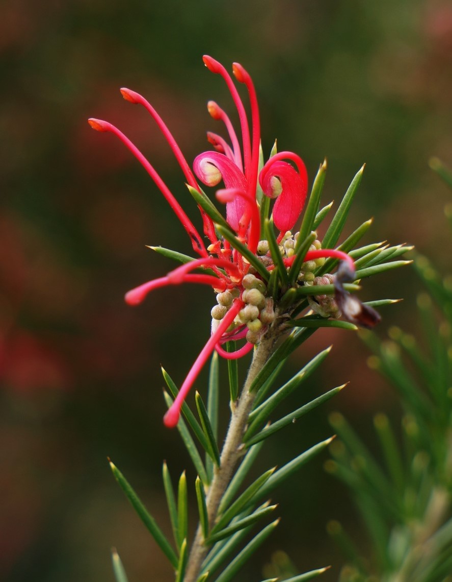 Image of Grevillea rosmarinifolia specimen.