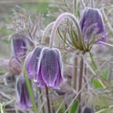 Pulsatilla ucrainica