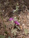 Alcea setosa