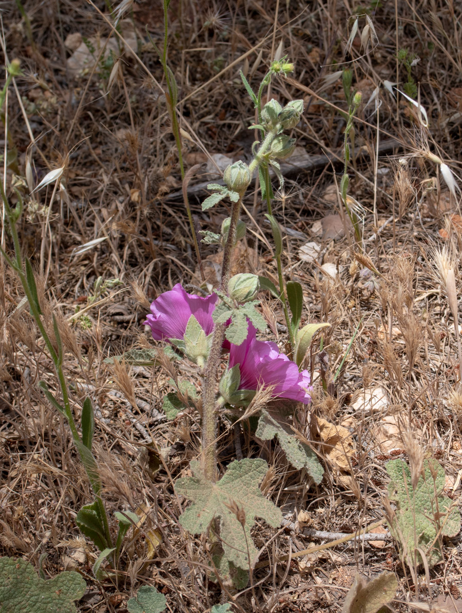 Изображение особи Alcea setosa.