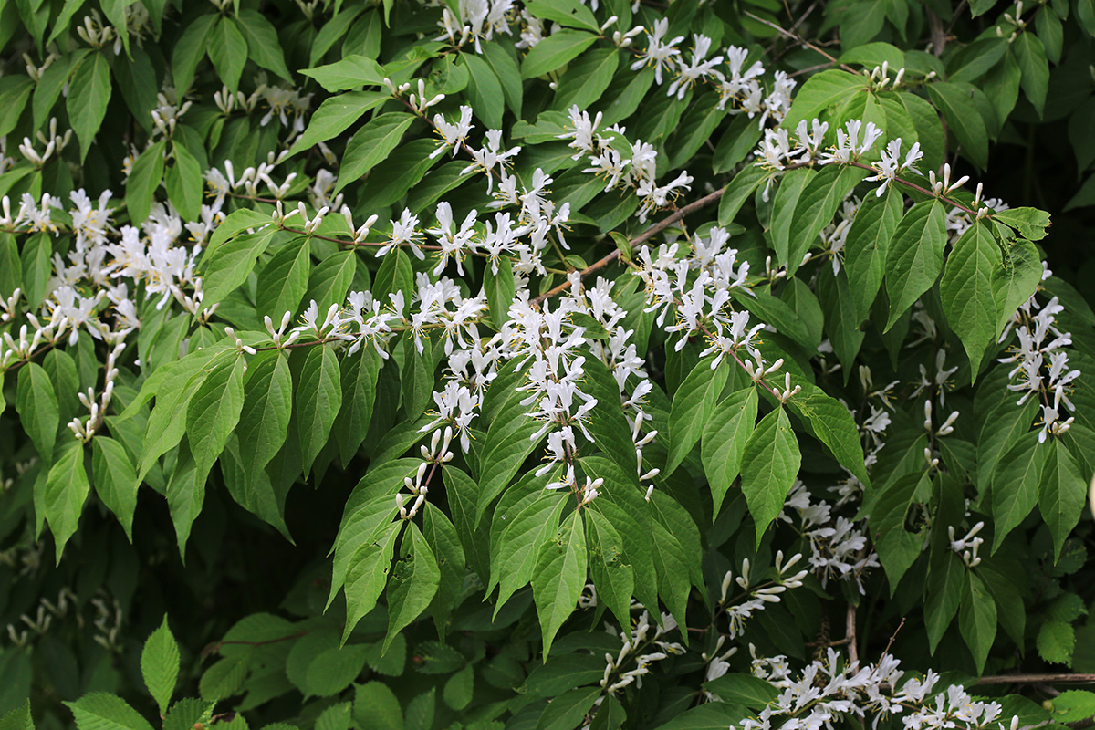 Image of Lonicera maackii specimen.