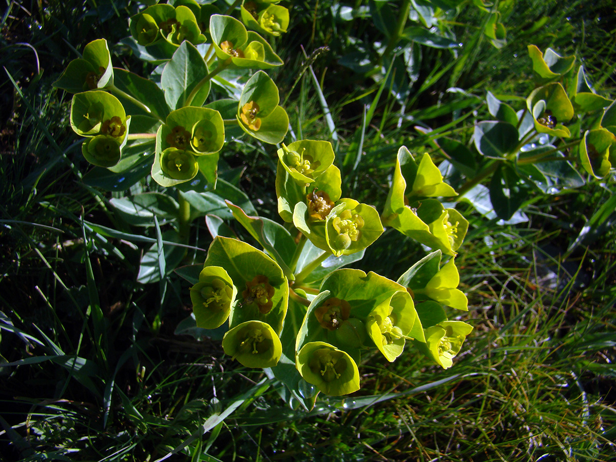 Image of Euphorbia tianschanica specimen.