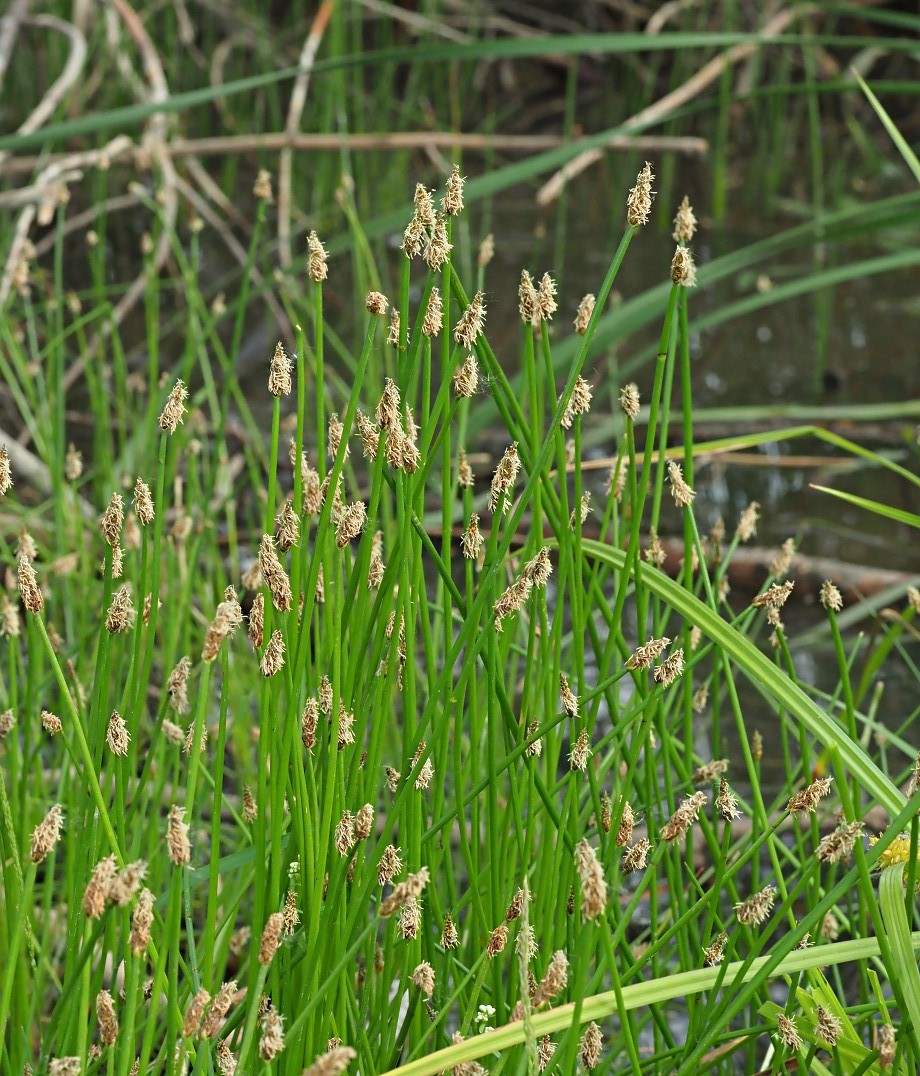 Image of Eleocharis palustris specimen.