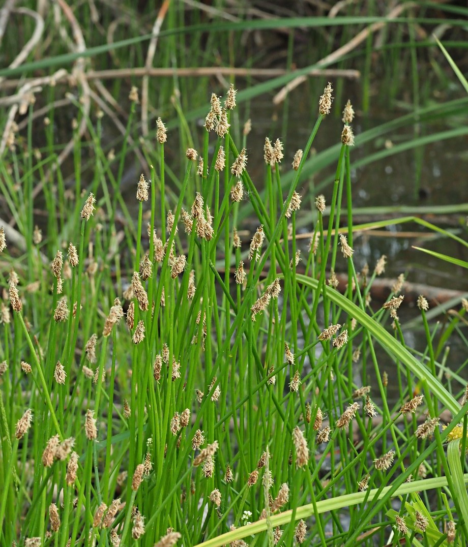 Изображение особи Eleocharis palustris.