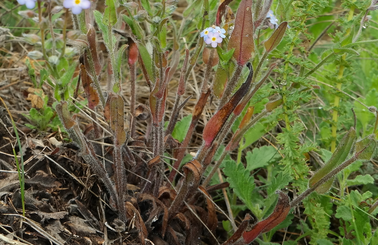 Изображение особи Myosotis lithospermifolia.