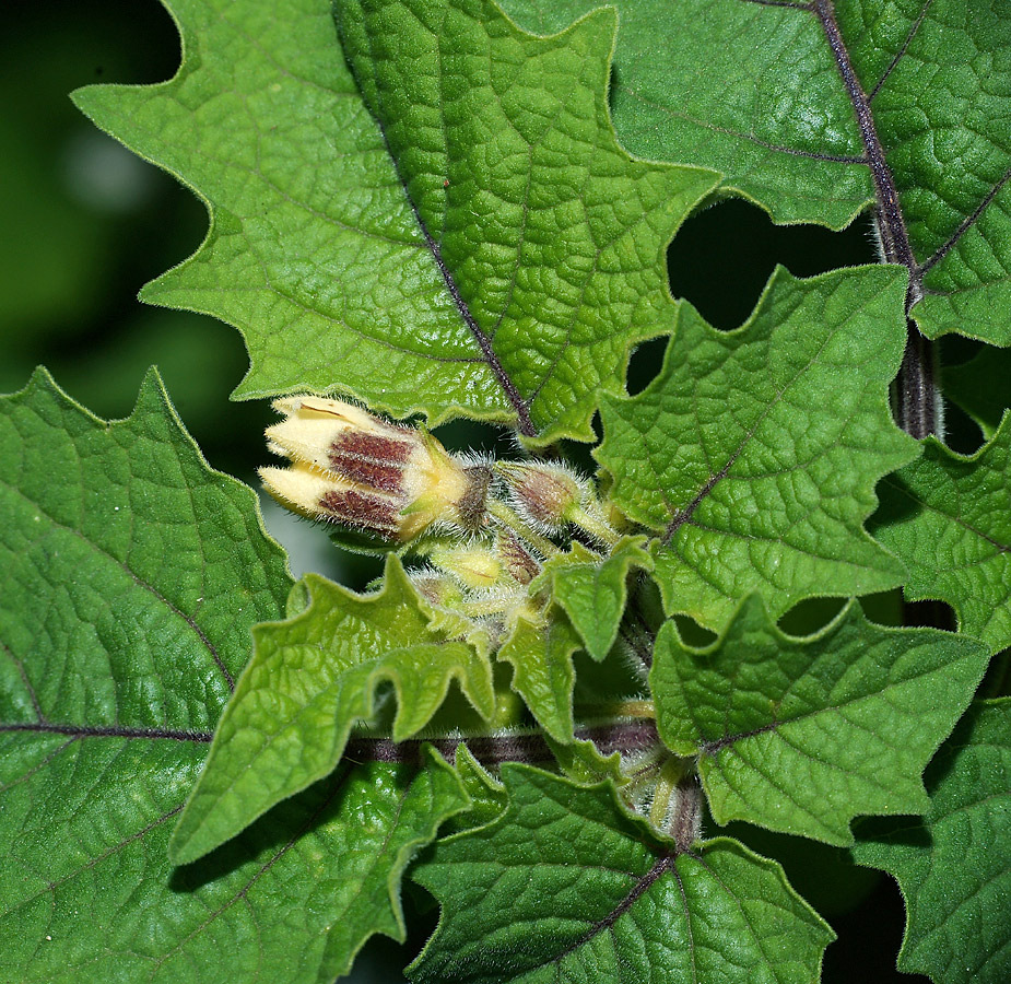 Image of Physalis pubescens specimen.