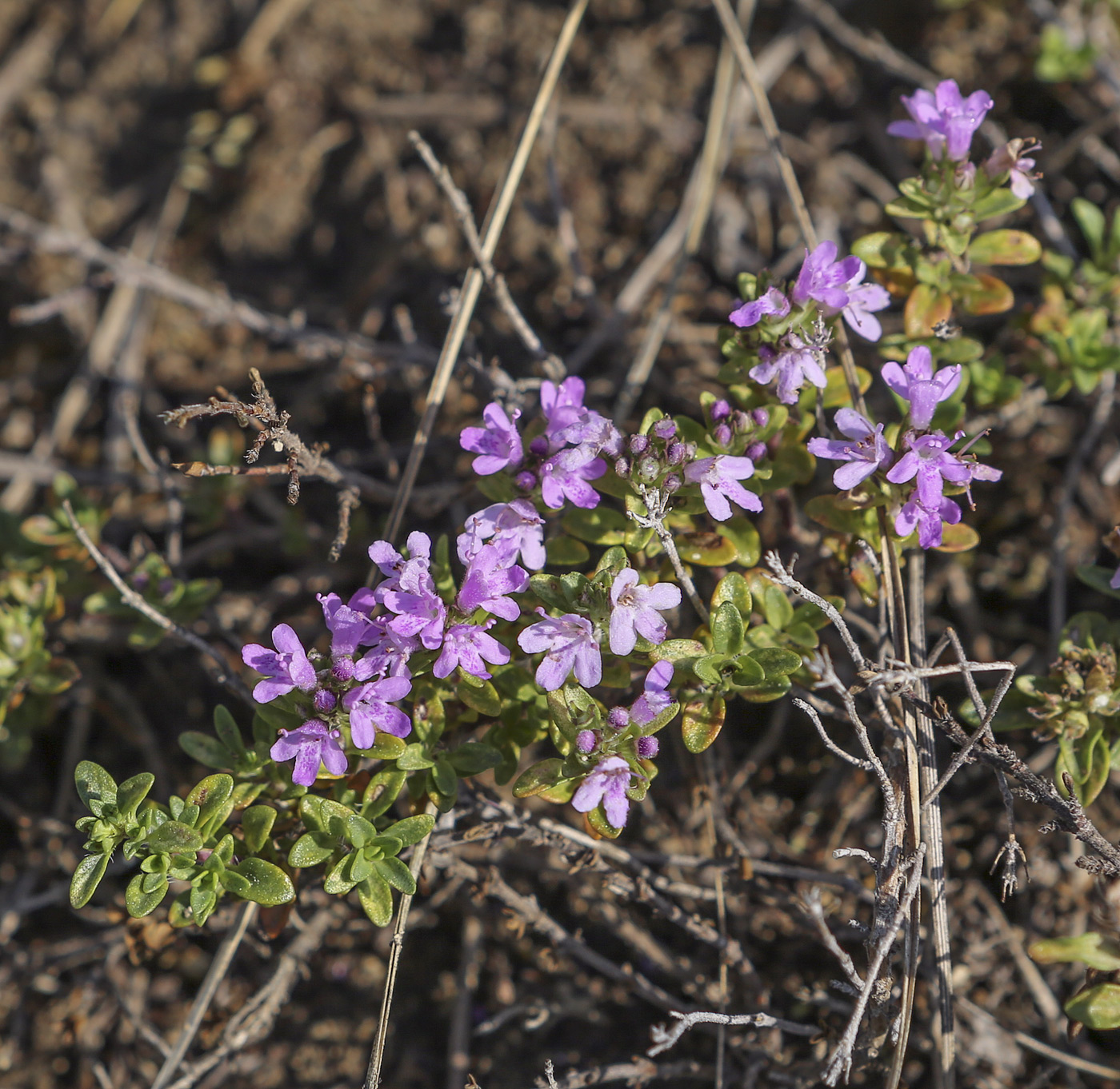 Image of Thymus bashkiriensis specimen.