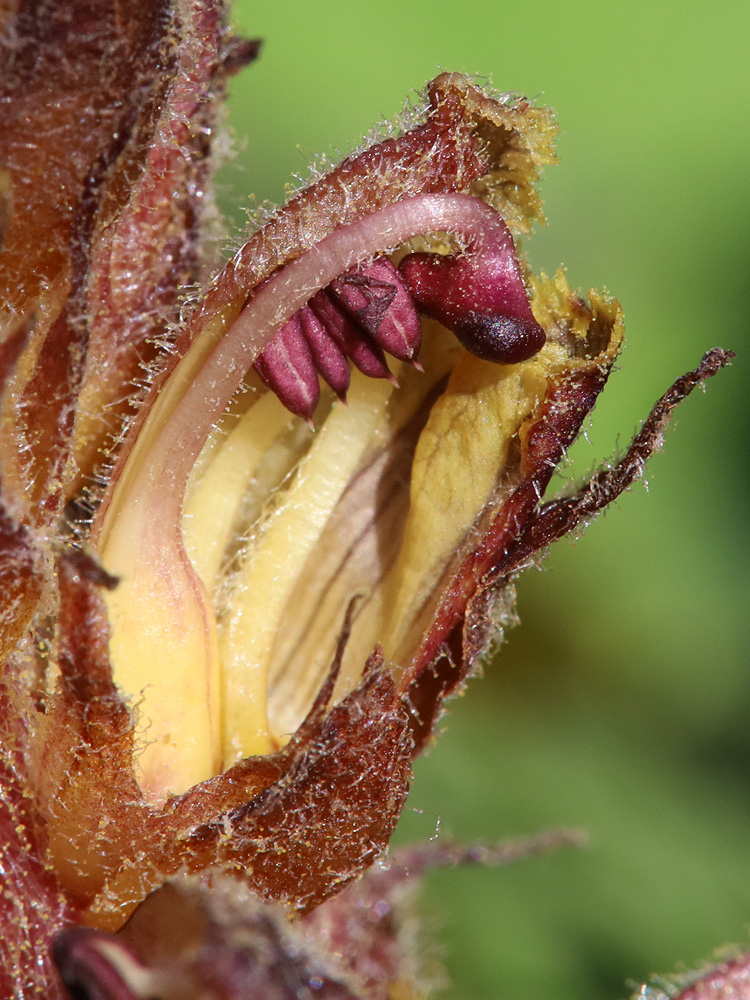 Изображение особи Orobanche owerinii.